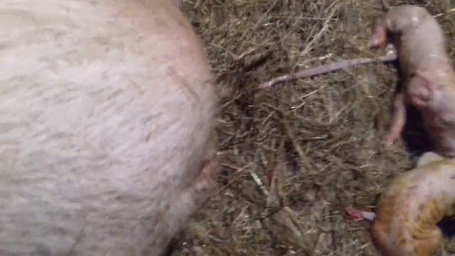 Опорос свиньи первородки.