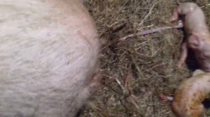 Опорос свиньи первородки.