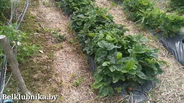 Завершение ЭКСПЕРИМЕНТА! Вода больше не цветёт. Belklubnika.by.mp4 смотреть онлайн