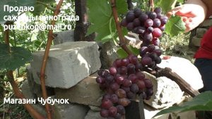 Виноград кишмиш  РУСАЛКА 3  (участок Пузенко Н.Л.)