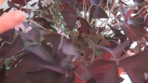 КУПИЛА НОВЫЙ ЦВЕТОК КИСЛИЦА