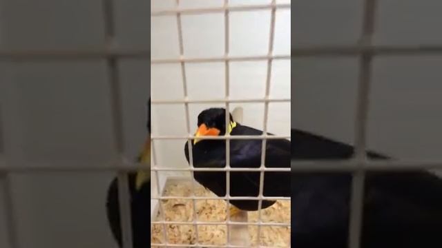 Попугай разговаривает. Индийская священная майна. смотреть онлайн