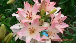 Лилия азиатская Марлен (lilium marlen) ? лилия Марлен обзор: как сажать луковицы лилии Марлен