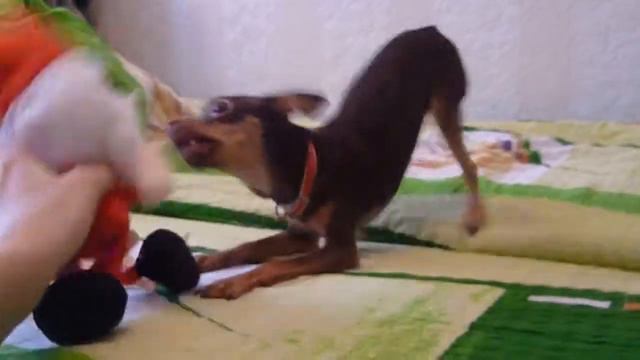 Зена и Дед Мороз смотреть онлайн