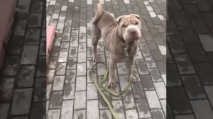 Дрессировка собак. шарпей