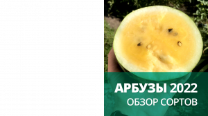 Арбузы 2022 | Обзор сортов для посадки