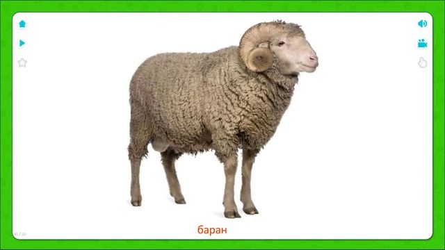 Животные Развивающие карточки для детей