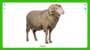 Животные Развивающие карточки для детей