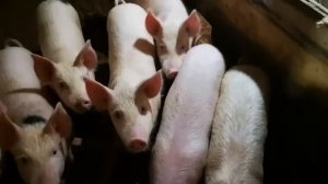 Ферма, свинья, поросята, Наташа, Борисово,Муромский район.