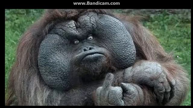 Смешные звери!! Хахаха смотреть онлайн