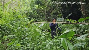 I made Money from drywood trees |mountain life| Ly Thi Ca | building life (Ep.73)