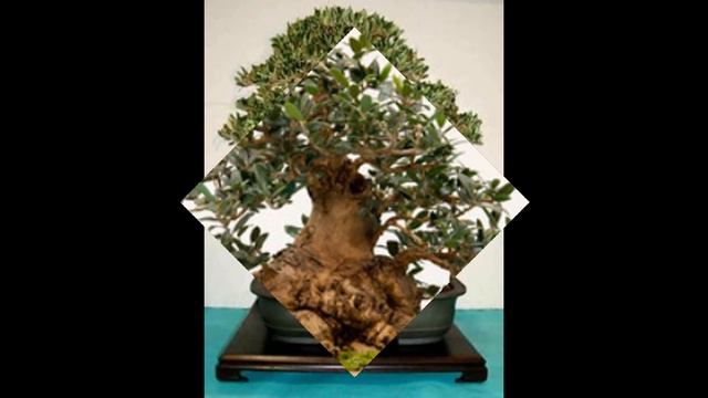 Bonsai Training Information - Olea europaea Olive tree, Black olive, Green olive, King-of-trees