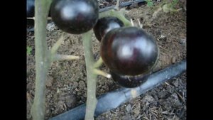 Томат Королева ночи