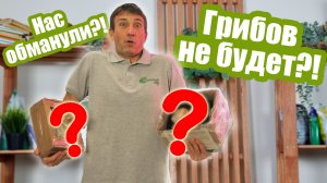 Проверяем наборы для выращивания грибов! Что получилось вырастить?!