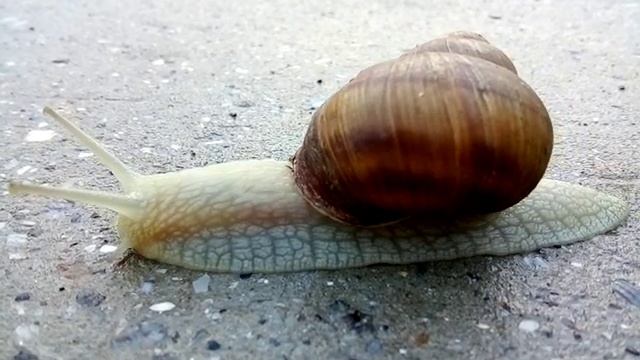 Супер скорость! Видео в реальном времени! смотреть онлайн