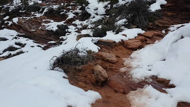 Штат Юта, дикие животные в горах