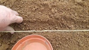 What to Grow and Sow in April | Week 1 | Allotment Gardening UK