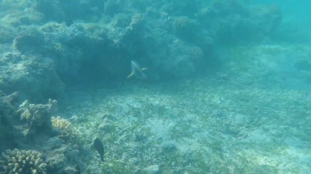 Съемка под водой. Водонепроницаемый чехол. Египет. Красное море смотреть онлайн