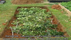 Клубника Ароза — описание сорта