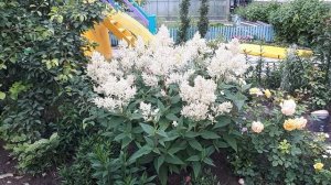 Горец изменчивый в цветнике
