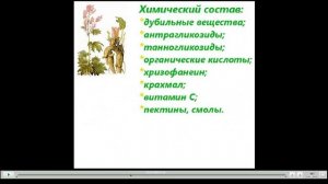 Ревень Полезные свойства