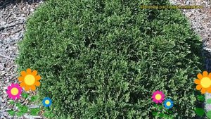 Туя западная Литтле Гиант. Краткий обзор, описание характеристик thuja occidentalis Little Giant