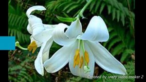 Scientific name of Lilium/scientific classification: Lilium