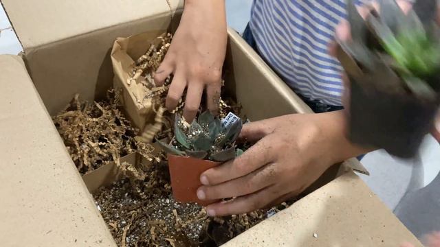 Succulent unboxing - order from Mountain Crest Gardens (November 2023) смотреть онлайн