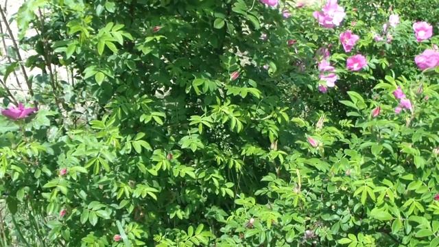 Цветение шиповника. смотреть онлайн