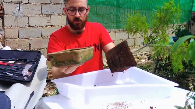 TU BONSAI EN CASA (Trasplante de los Arces Palmatum) "Atropurpureum y Dissectum смотреть онлайн