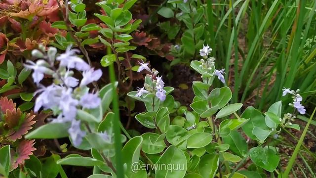 Vitex Rotundifolia смотреть онлайн