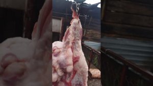 Вес нутрии 11месяцев, первое видио