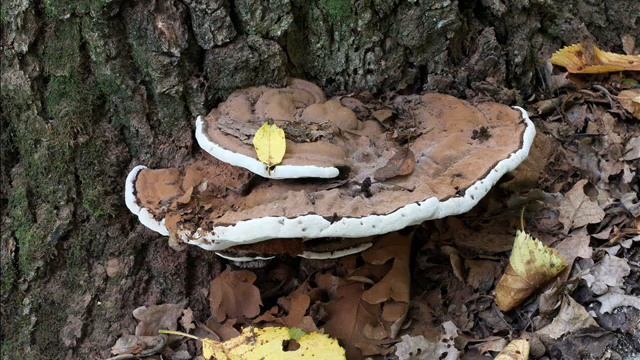 Ganoderma applanatum смотреть онлайн