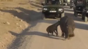 Бегемот против гиен. Дикие животные. Лев против гиен. Дикая природа. Гиены в деле. Охота хищников.