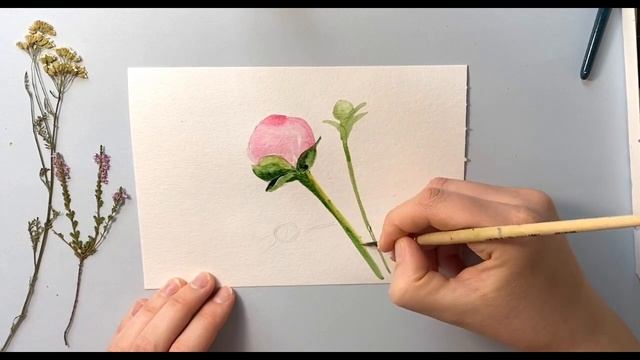 Как нарисовать Пионы в бутонах. Акварель для начинающих