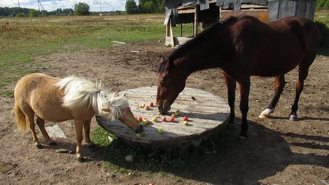 Лошадки едят яблоки