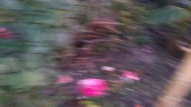 Поспел гранат/что цветет осенью смотреть онлайн