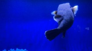 Санкт Петербург. Нептун. Океанариум. Куда сходить в Питере. Свободное время с детьми в спб.