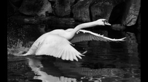 Bob James ~ The Swan