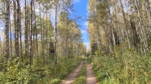 Охота на рябчика осенью 2020 года. в Ярославской области.