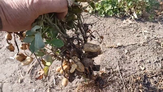 Арахис в сибири смотреть онлайн