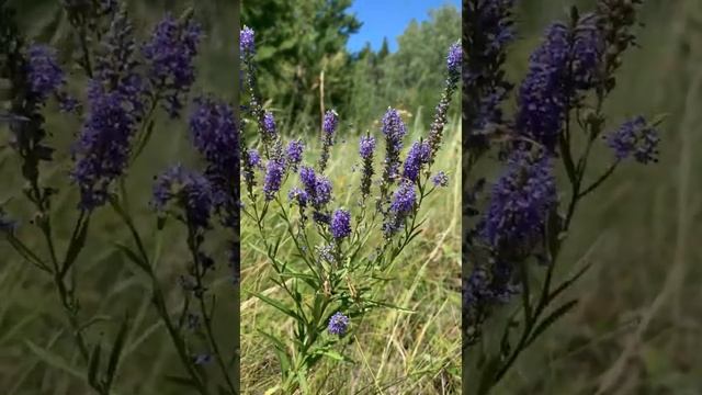 АСМР Звуки природы. Лесостепь Южного Урала. Июль 2022 #асмр #природа #лес #деревня #красота