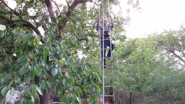 Сбор черешни с высокого дерева