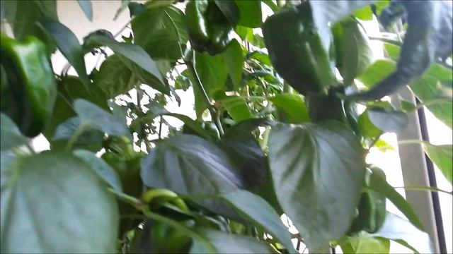 ДАЧА НА БАЛКОНЕ - 4 смотреть онлайн