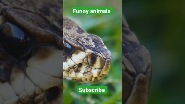 Funny animals videos subscribe my channel please support me  😍  👦 💘  👧 👉  SUBSCRIBE