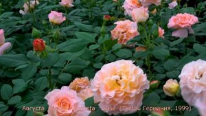 Сравнение трёх сортов роз. Августа Луиза, Акварель, Ла Вилла Котта.