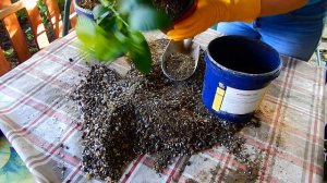 КАК ПЕРЕСАДИТЬ ЦИТРУСОВЫЕ И ПРИГОТОВИТЬ ВКУСНЫЙ ГРУНТ..