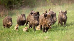 Звери готовятся к зиме. Зачем кабаны вспахивают лесные огороды? | Все как у людей