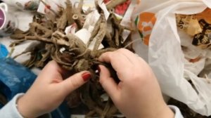 Хранение клубней георгин в квартире зимой. Мой опыт. Обзор клубней.