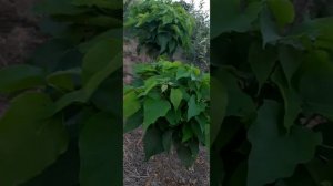 катальпа нана #привитые деревья#лучшие растения